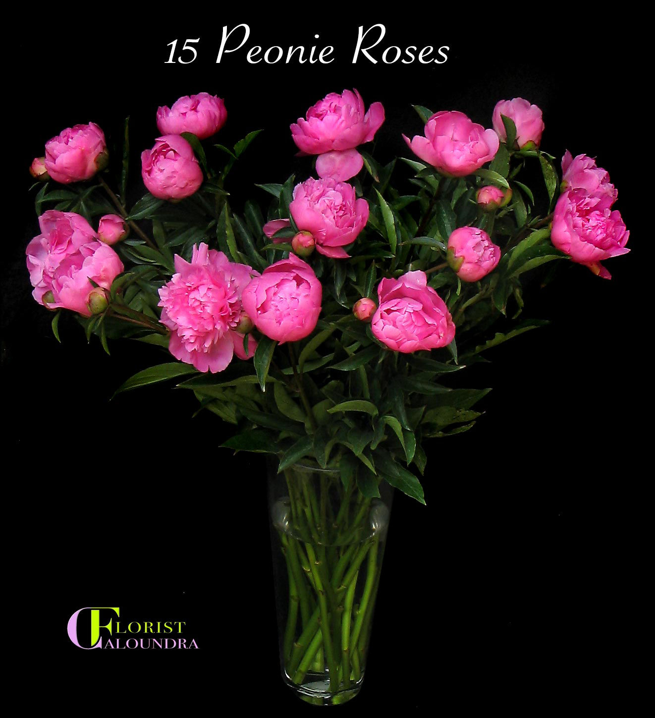 15 Peony Roses