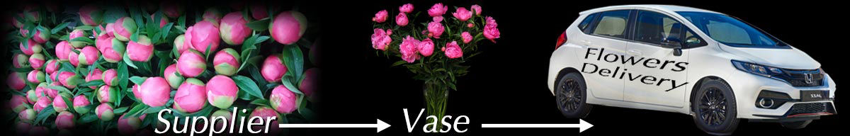 Peony Roses Supplier to Vase