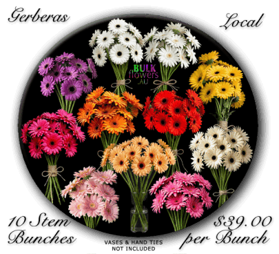 GERBERAS