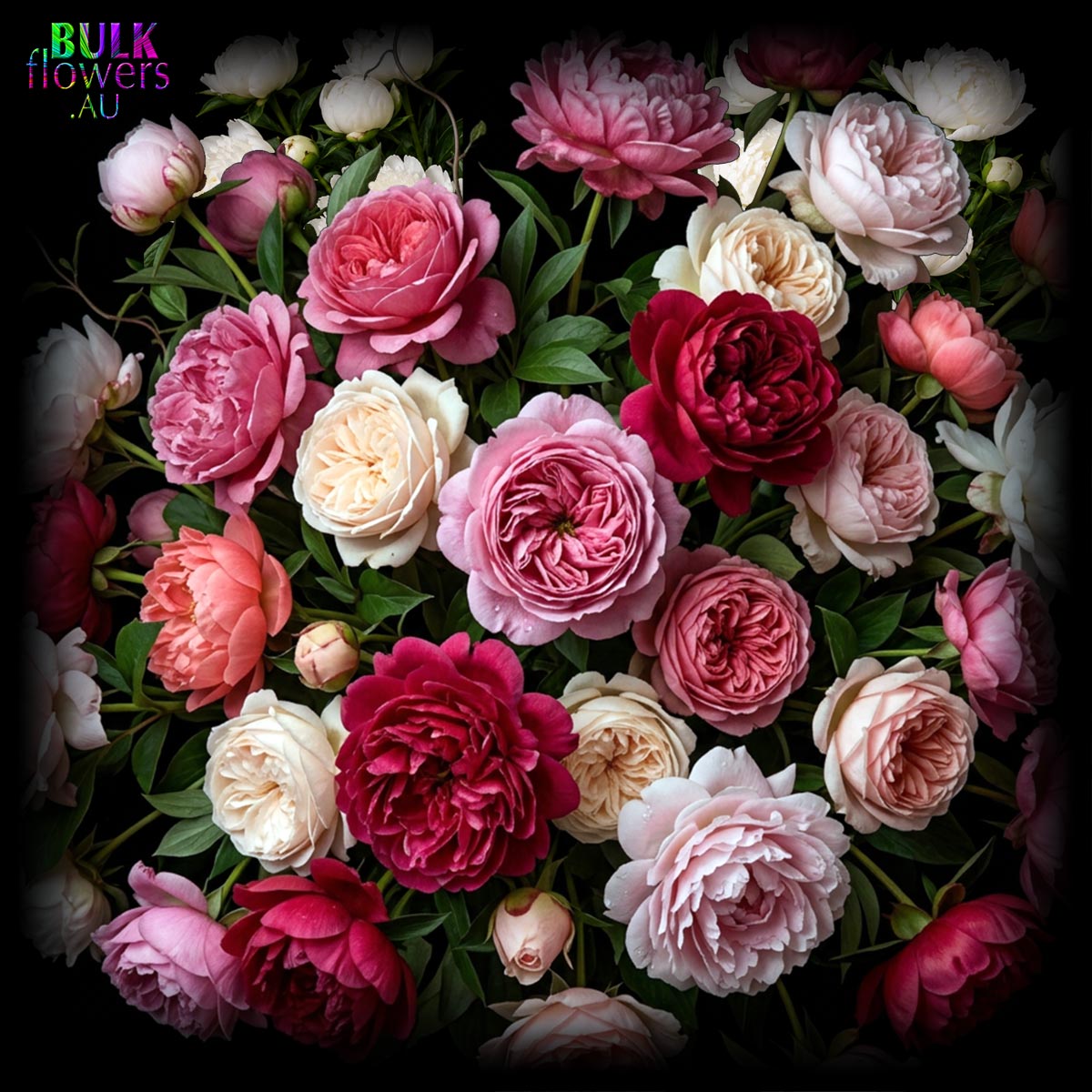 Peony Roses