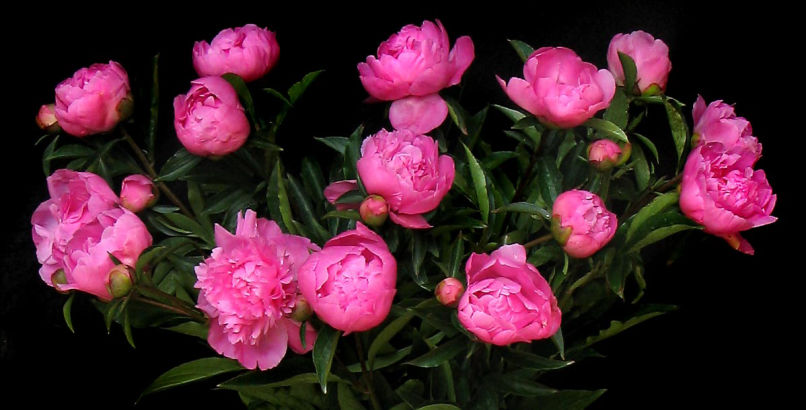 15 Peony Roses